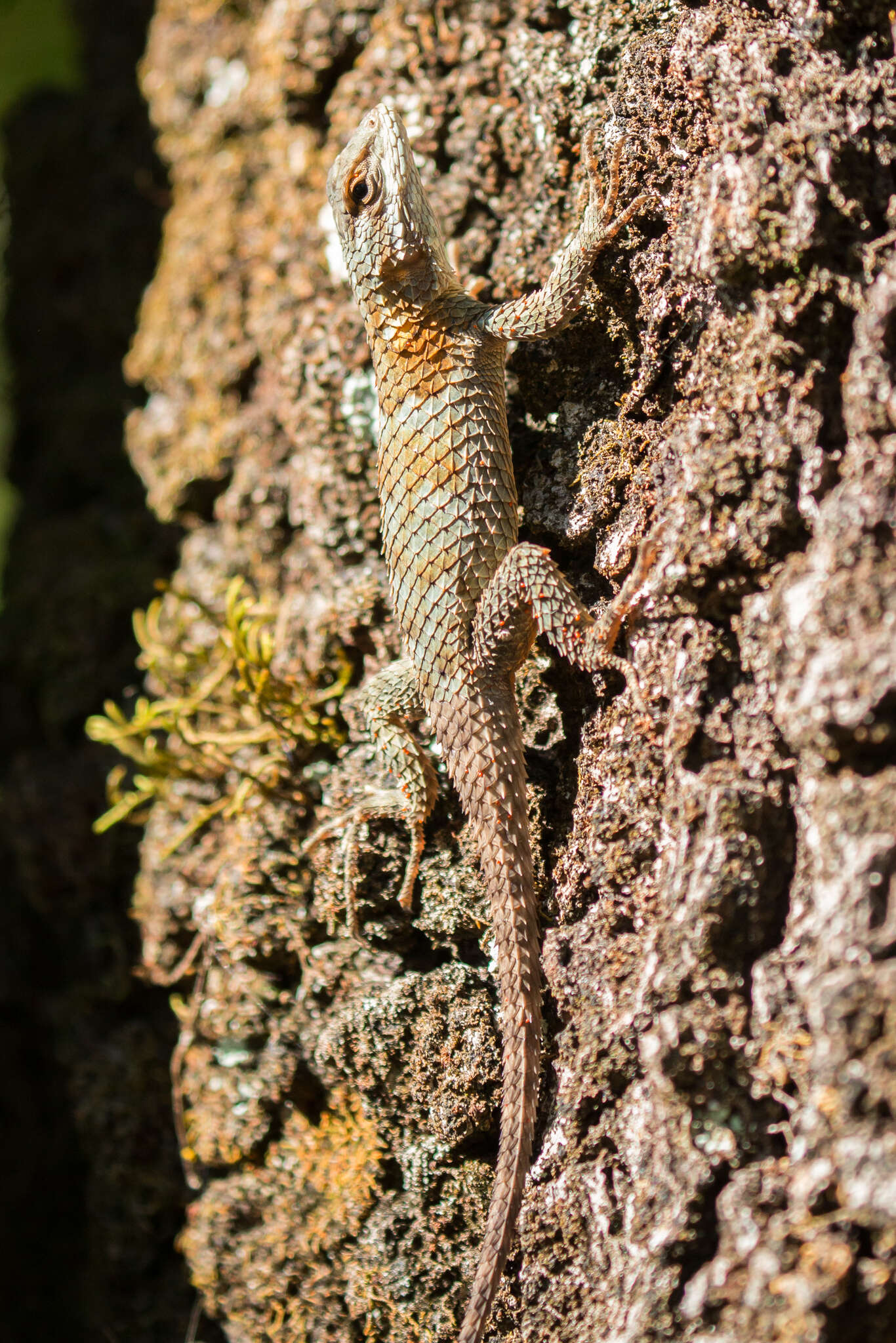 Image of Sceloporus torquatus binocularis Dunn 1936