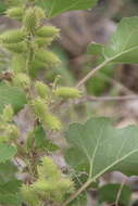 Image of Xanthium orientale subsp. californicum (Greene) Greuter