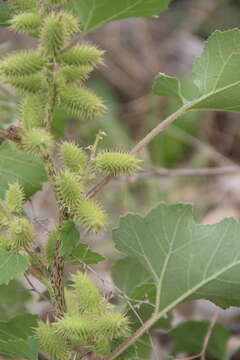 Imagem de Xanthium orientale subsp. californicum (Greene) Greuter