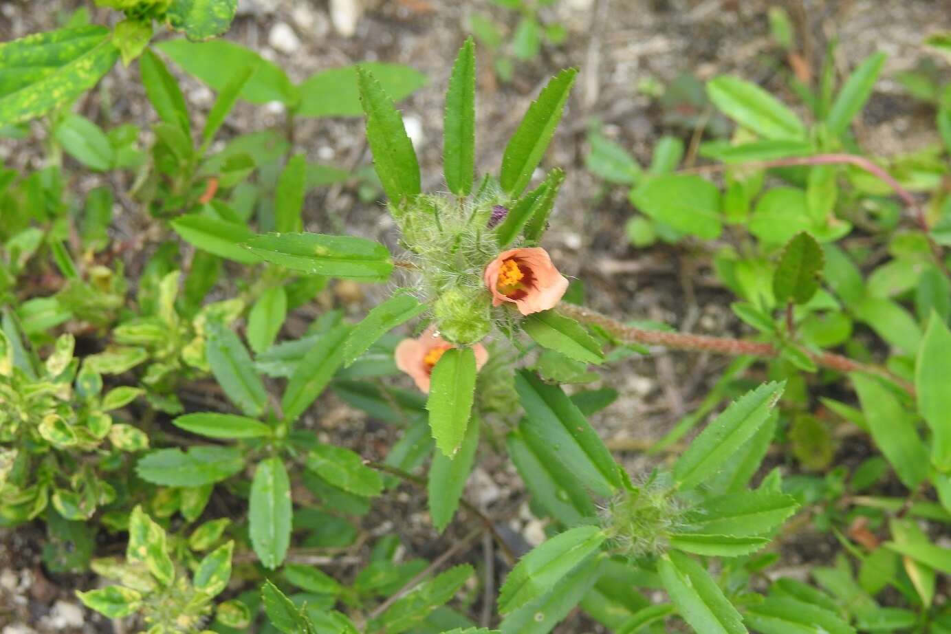 Image of bracted fanpetals