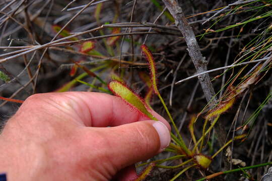 Image of Drosera ramentacea Burch. ex DC.