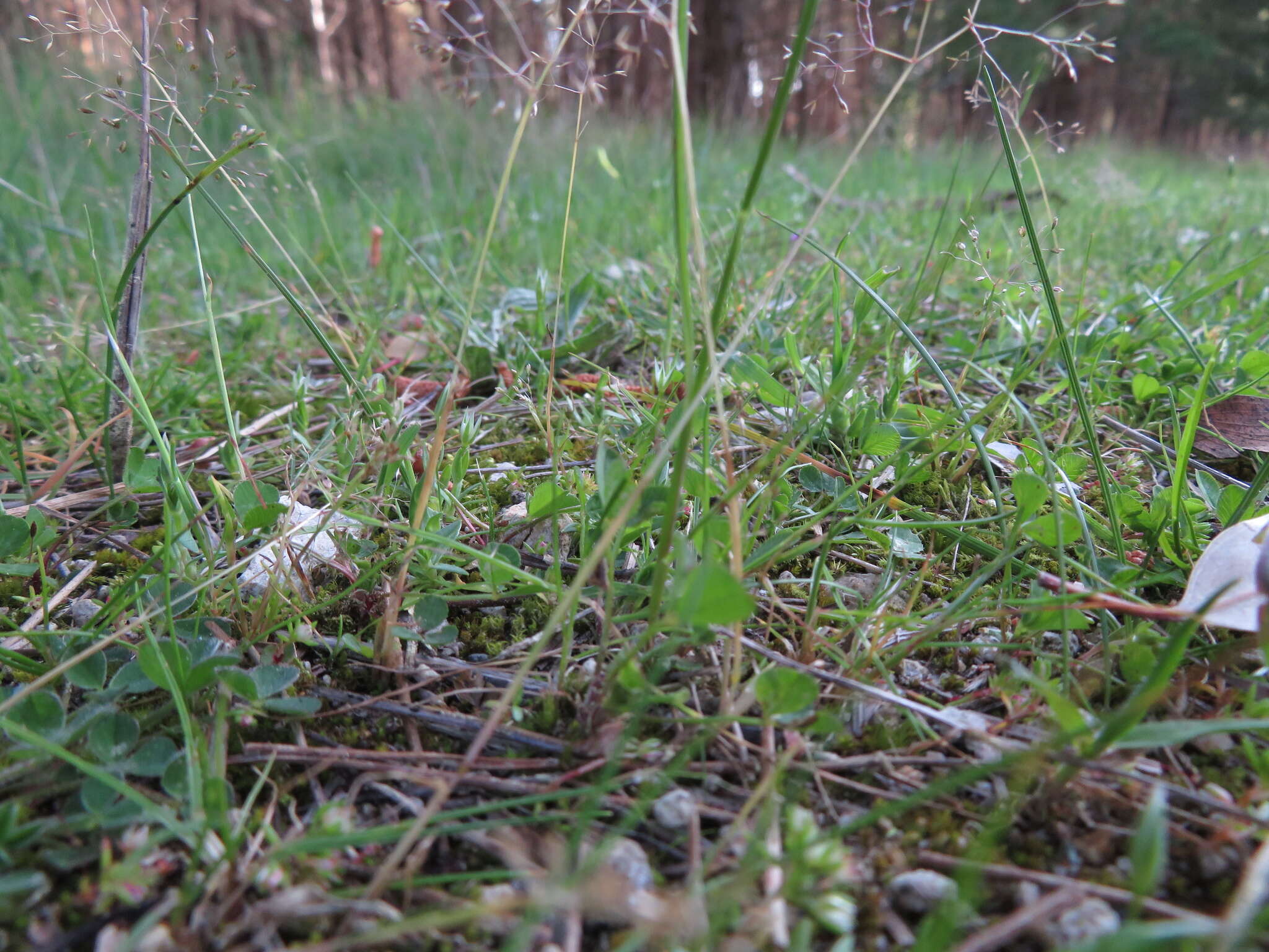 Image of silver hairgrass