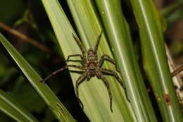 Huntsman spider - Wikipedia