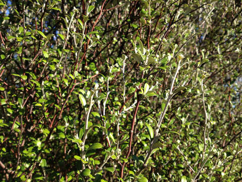 Imagem de Corokia buddleioides A. Cunn.