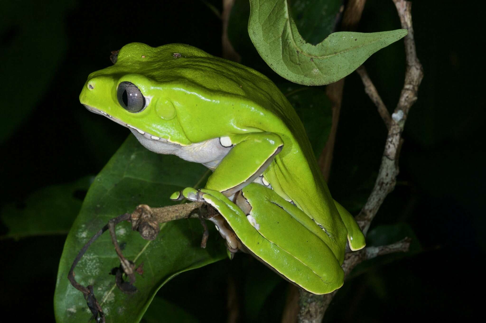 Image of Giant leaf frog