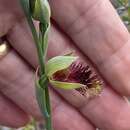 Image de Calochilus pulchellus D. L. Jones