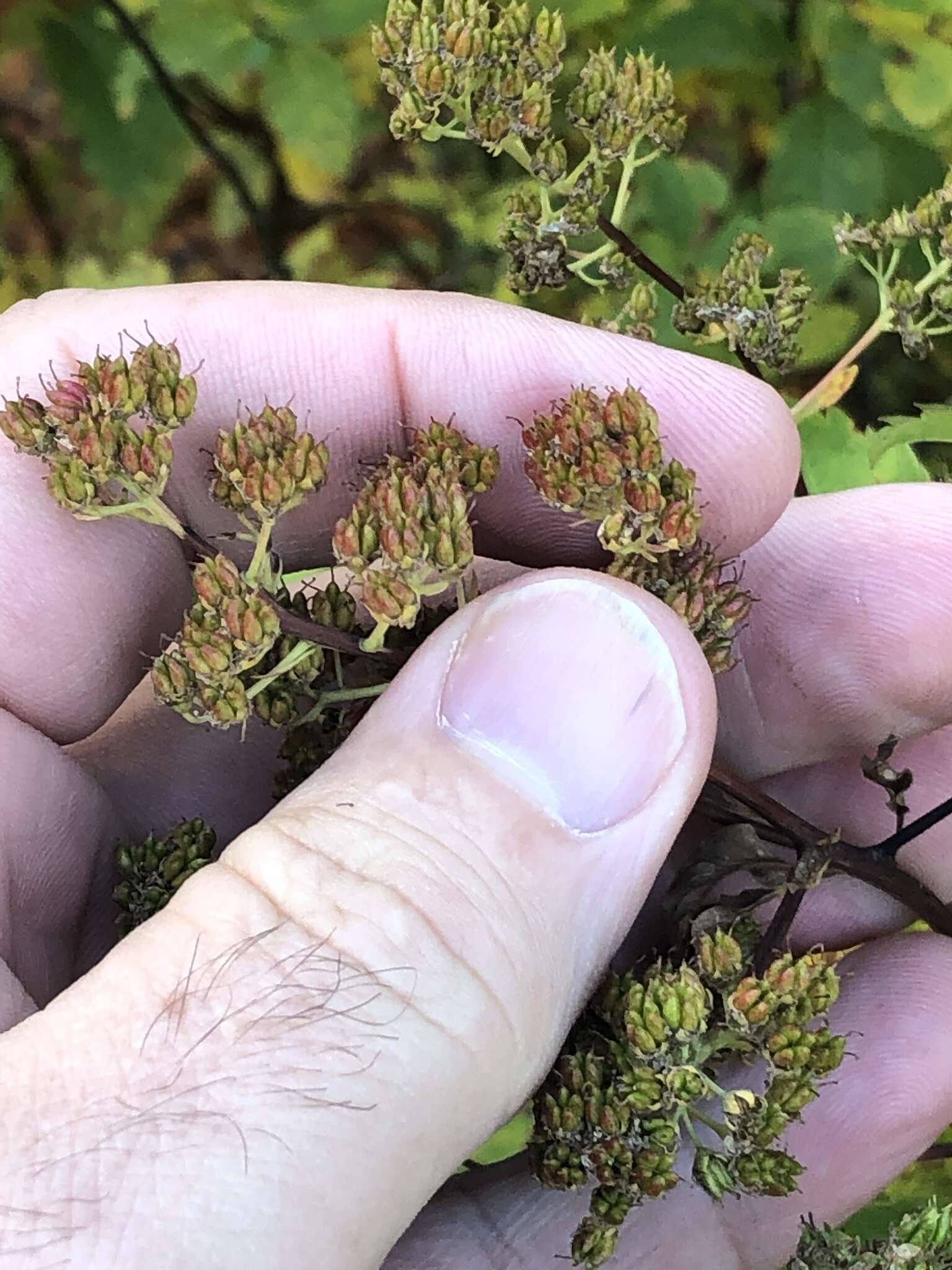 Imagem de Spiraea alba var. latifolia (Aiton) H. E. Ahles