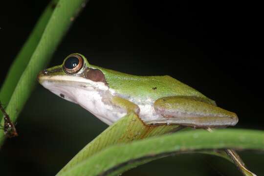 Chalcorana labialis (Boulenger 1887)的圖片