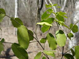 Image of Cynophalla verrucosa (Jacq.) J. Presl