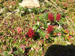 Image of bearberry willow