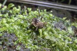 Image of Pristobunus acentrus insulanus Forster 1954