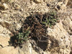 Plancia ëd Acaena pinnatifida var. californica (Bitter) Jeps.