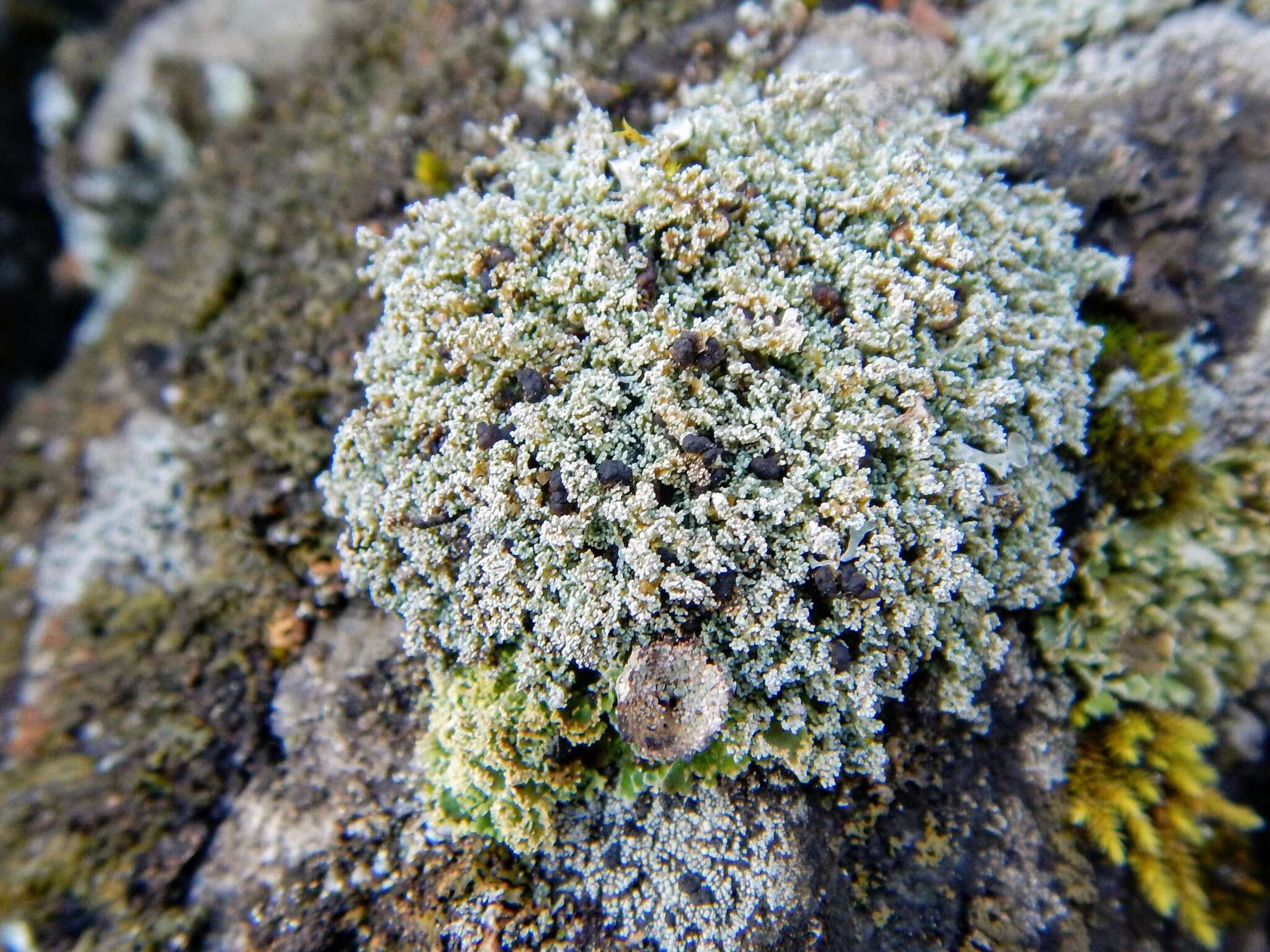 Image of Rock foam lichen