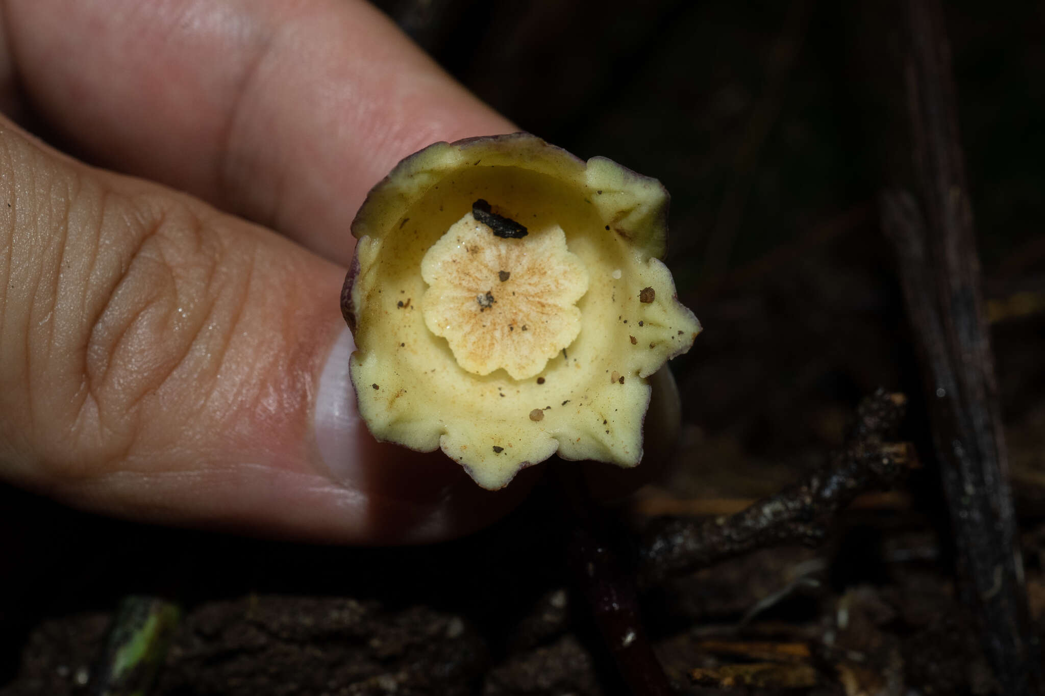 Sivun Aspidistra nankunshanensis Yan Liu & C. R. Lin kuva