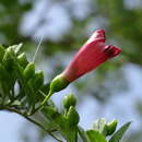 Image of Ipomoea steerei (Standl.) L. O. Williams