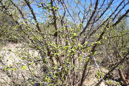 Image of Colubrina viridis (M. E. Jones) M. C. Johnst.