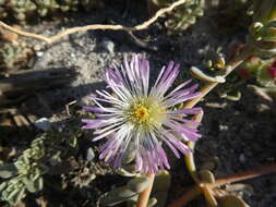 Image of Mesembryanthemum pallens subsp. pallens