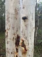 Image of scribbly gum