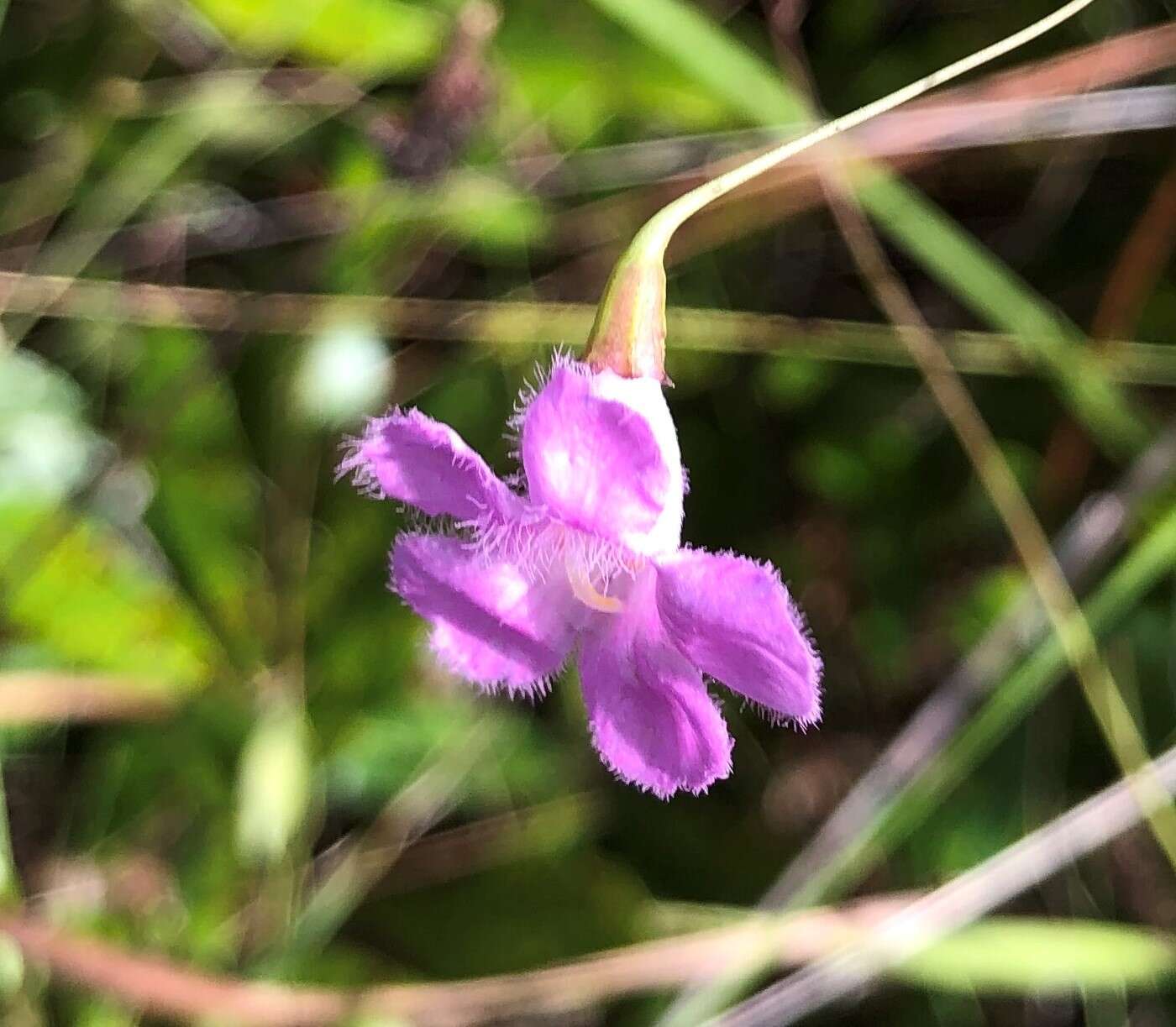 Image of twoline false foxglove