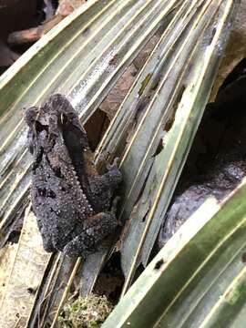 Image of Dark Green Toad