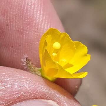 Image of Santa Cruz Island suncup