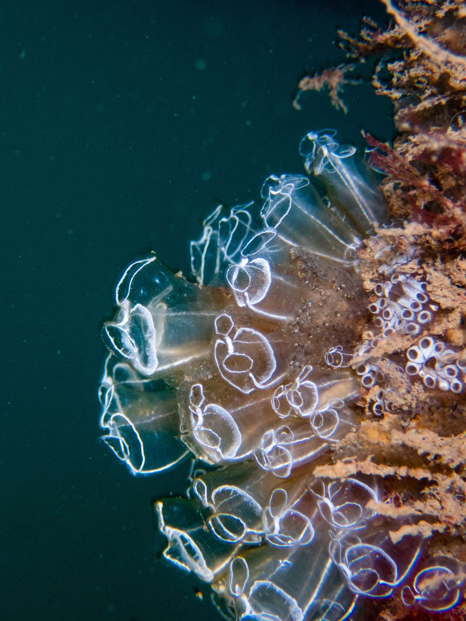 Image of Light-bulb sea squirt