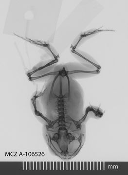 Image of <i>Cacosternum capense</i> Hewitt 1925