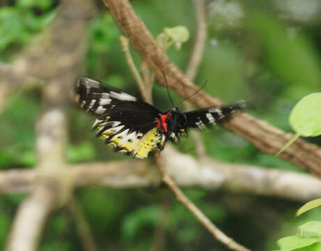 Image of Common Birdwing