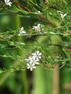 Image of Wand loosestrife