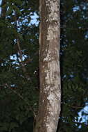 Image of Philippine Flying Lemurs