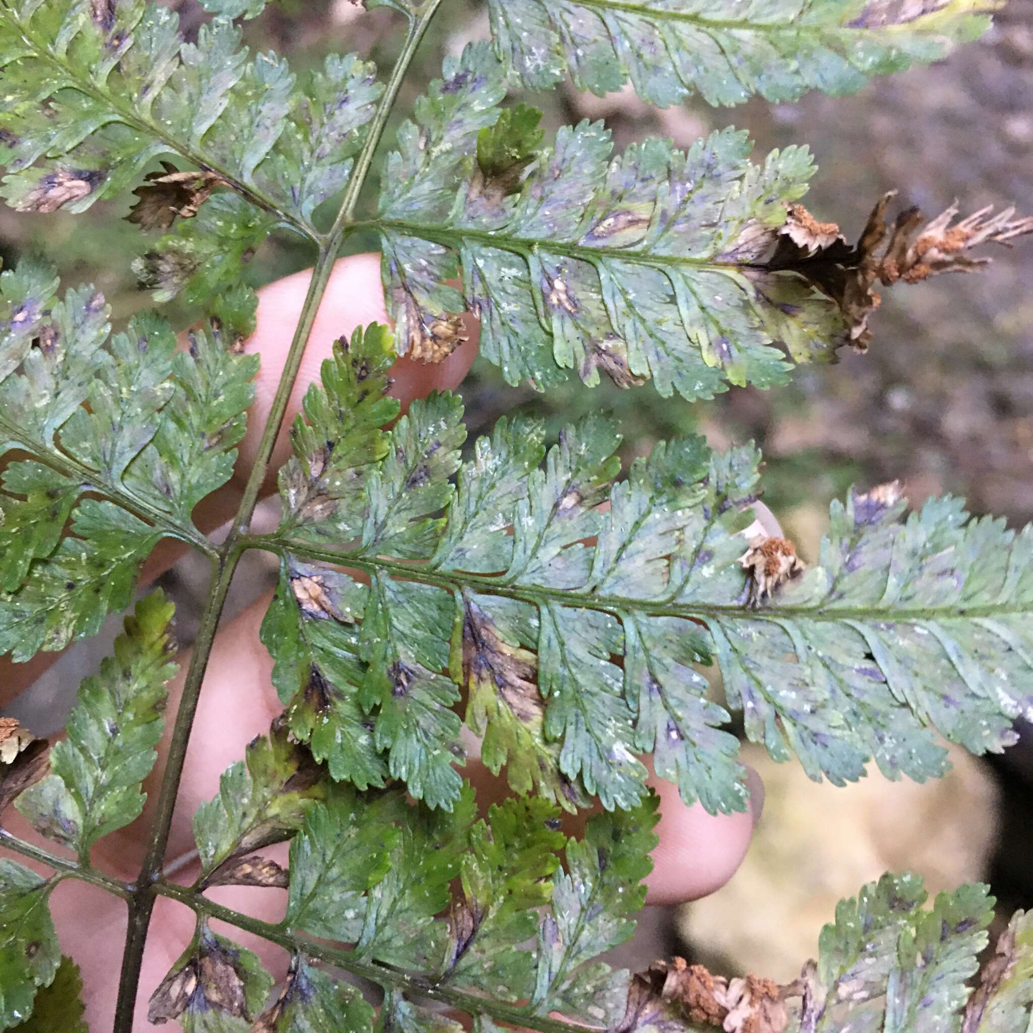 Image de Athyrium erythropodum Hayata