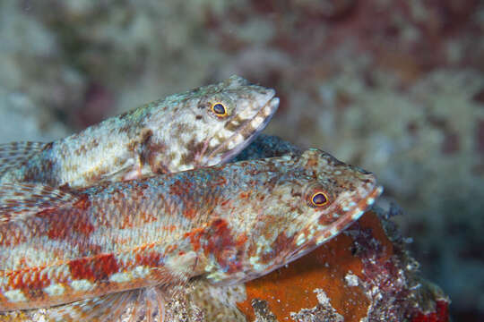 Image of Variegated lizardfish