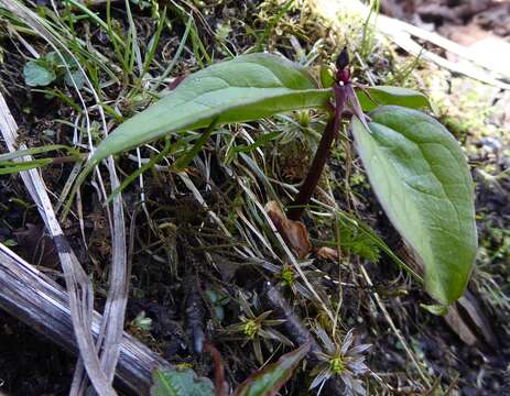 Imagem de Trillium govanianum Wall. ex D. Don