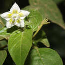 Image de Capsicum eshbaughii Barboza