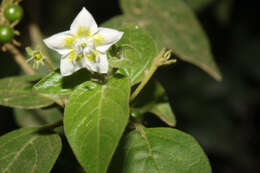 Image of Capsicum eshbaughii Barboza