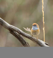 Image of Mallee Emu-wren