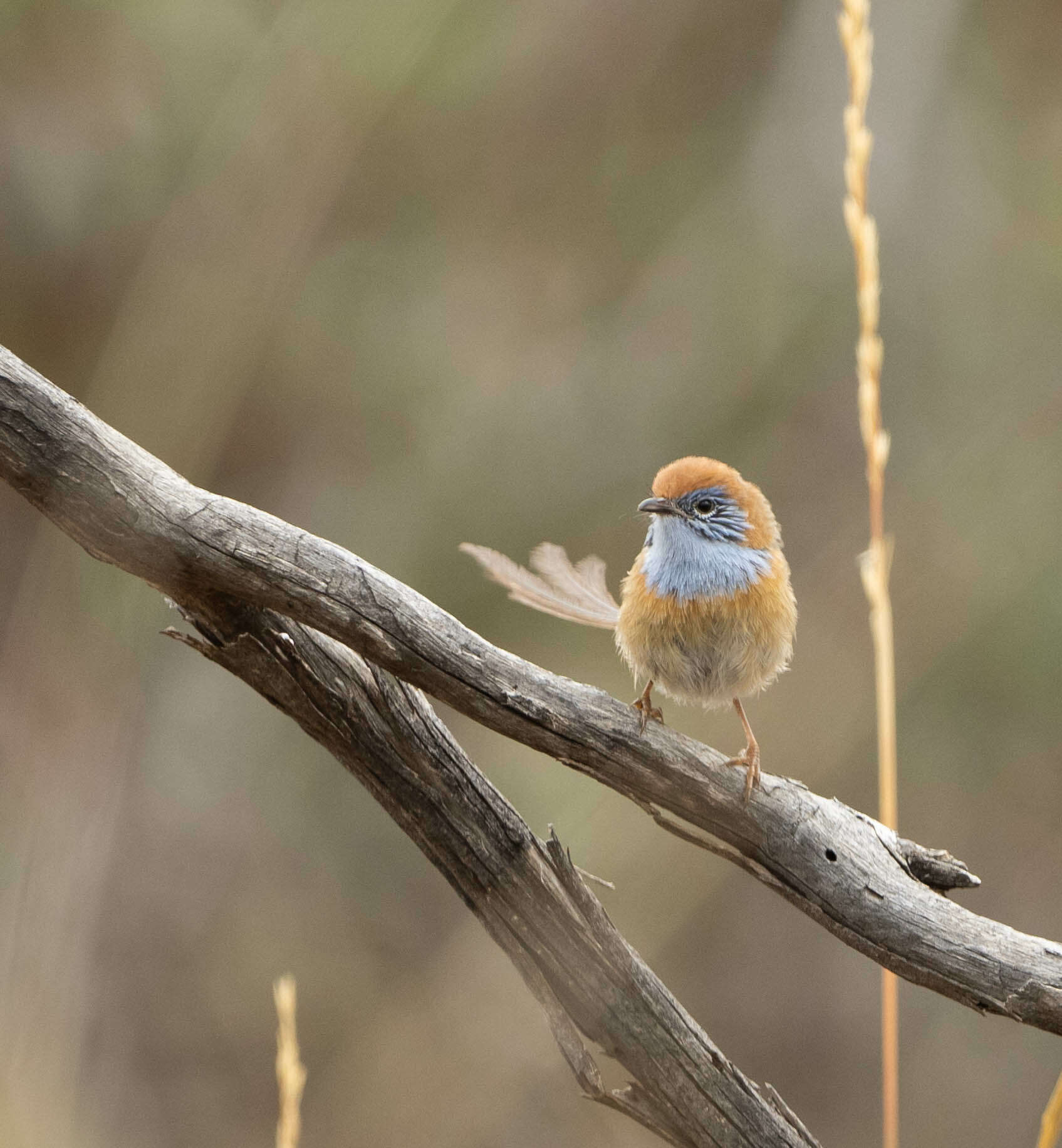 Imagem de Stipiturus mallee Campbell & AJ 1908