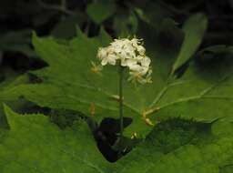 Image de Diphylleia cymosa Michx.