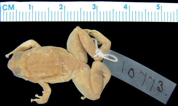 Image of <i>Austrochaperina macrorhyncha</i> (Van Kampen 1906)