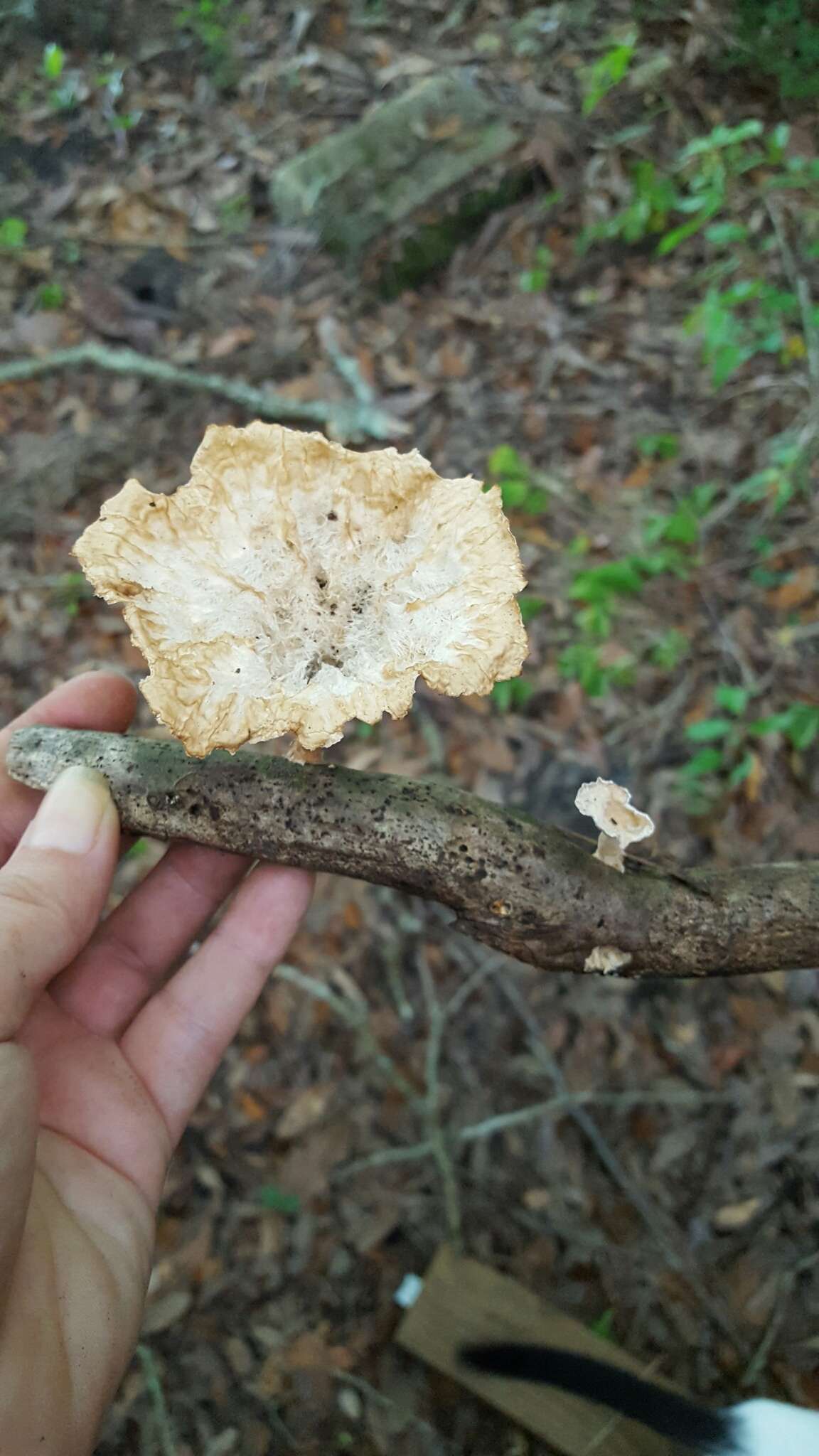 Image of Cymatoderma caperatum (Berk. & Mont.) D. A. Reid 1956