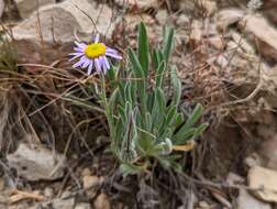 Image of Clokey's fleabane