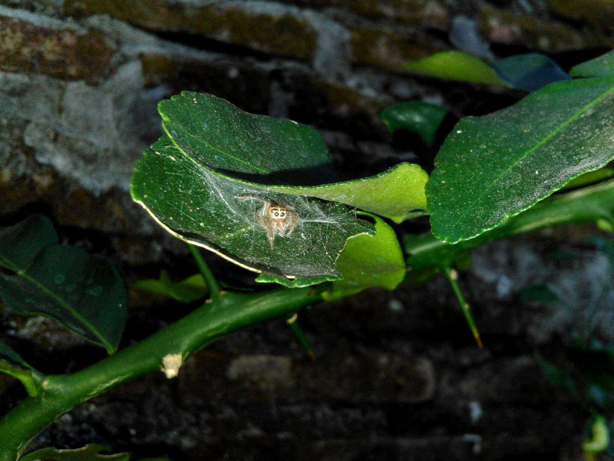 Artabrus erythrocephalus (C. L. Koch 1846) resmi