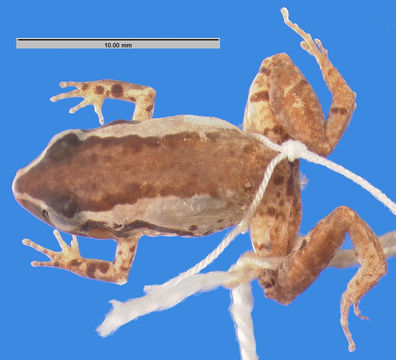 269.a107864 e griphus p d jpg.580x360
