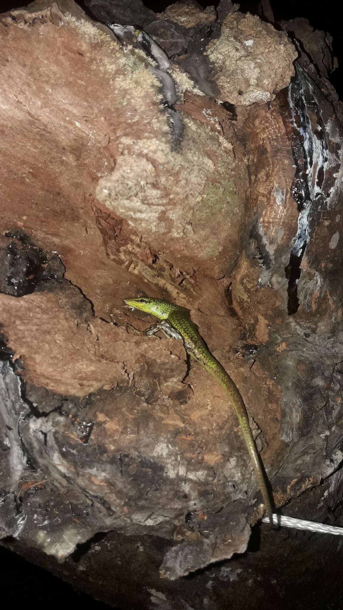 Image of Emerald Skink