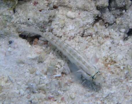 Image of Goldspot Goby