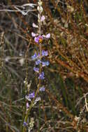 Plancia ëd Swainsona microphylla A. Gray