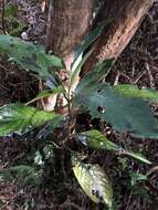 Image of Lasianthus chinensis (Champ.) Benth.