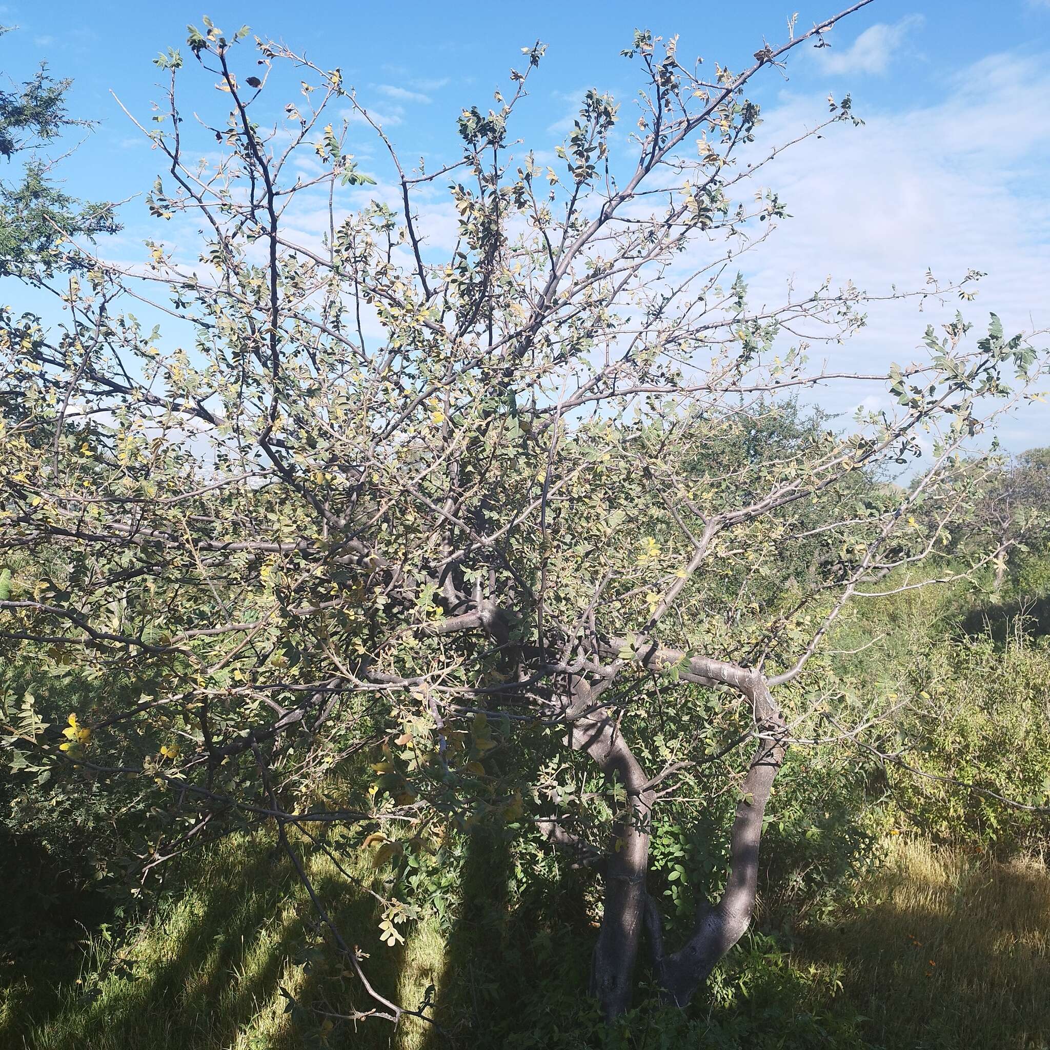 Image de Bursera palmeri S. Wats.