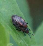 Image of Goldenrod Leaf Miner