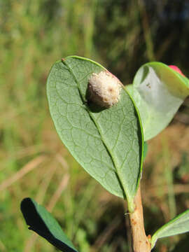 Image of Exobasidium pachysporum Nannf. 1981